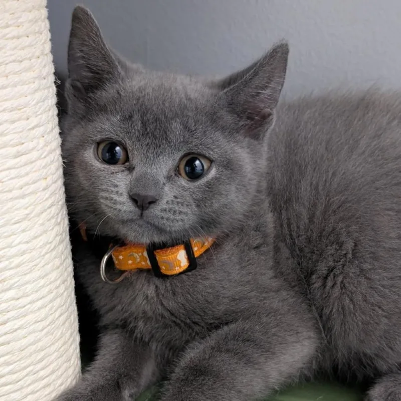 A baby small-sized female Gray / Blue / Silver Domestic Short Hair cat named Chai for adoption in Watertown, NY