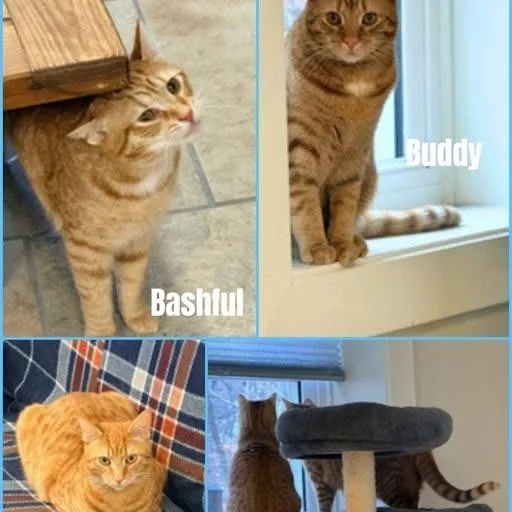 A young small-sized female Orange / Red Domestic Short Hair cat named Bashful for adoption in Charlottesville, VA