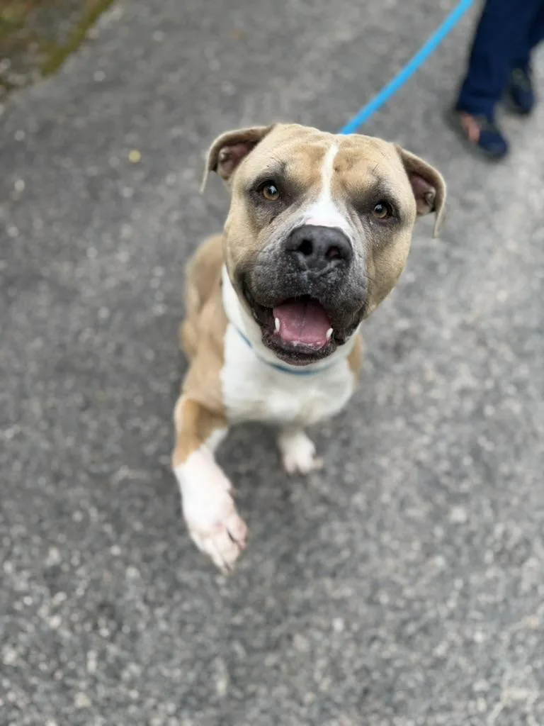 An adult medium-sized male Yellow / Tan / Blond / Fawn American Bully dog named Honcho for adoption in Petersburg, VA