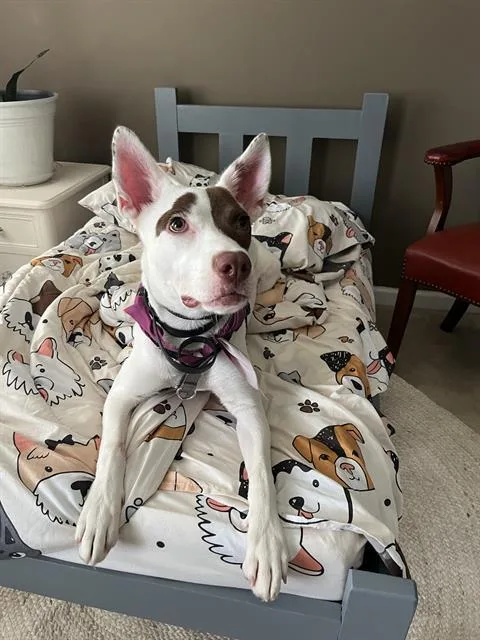 A young medium-sized female Mixed Breed dog named Abby for adoption in Charlotte, NC