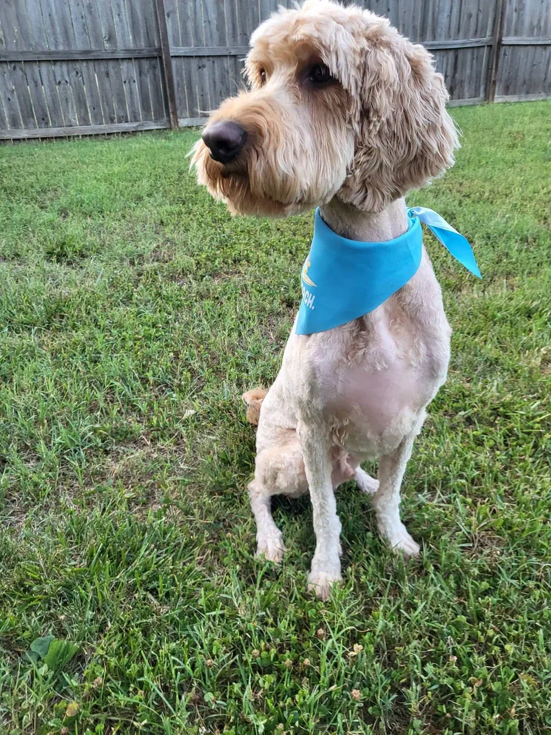 A young medium-sized male Apricot / Beige Goldendoodle dog named Fester for adoption in Salisbury, NC