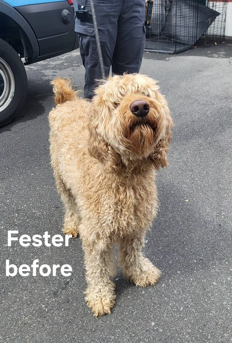 Fester thumbnail 4