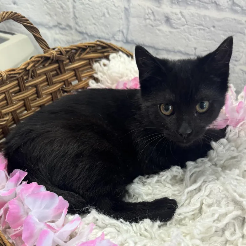 A baby small-sized male Black Domestic Short Hair cat named Atom for adoption in Harrisonburg, VA