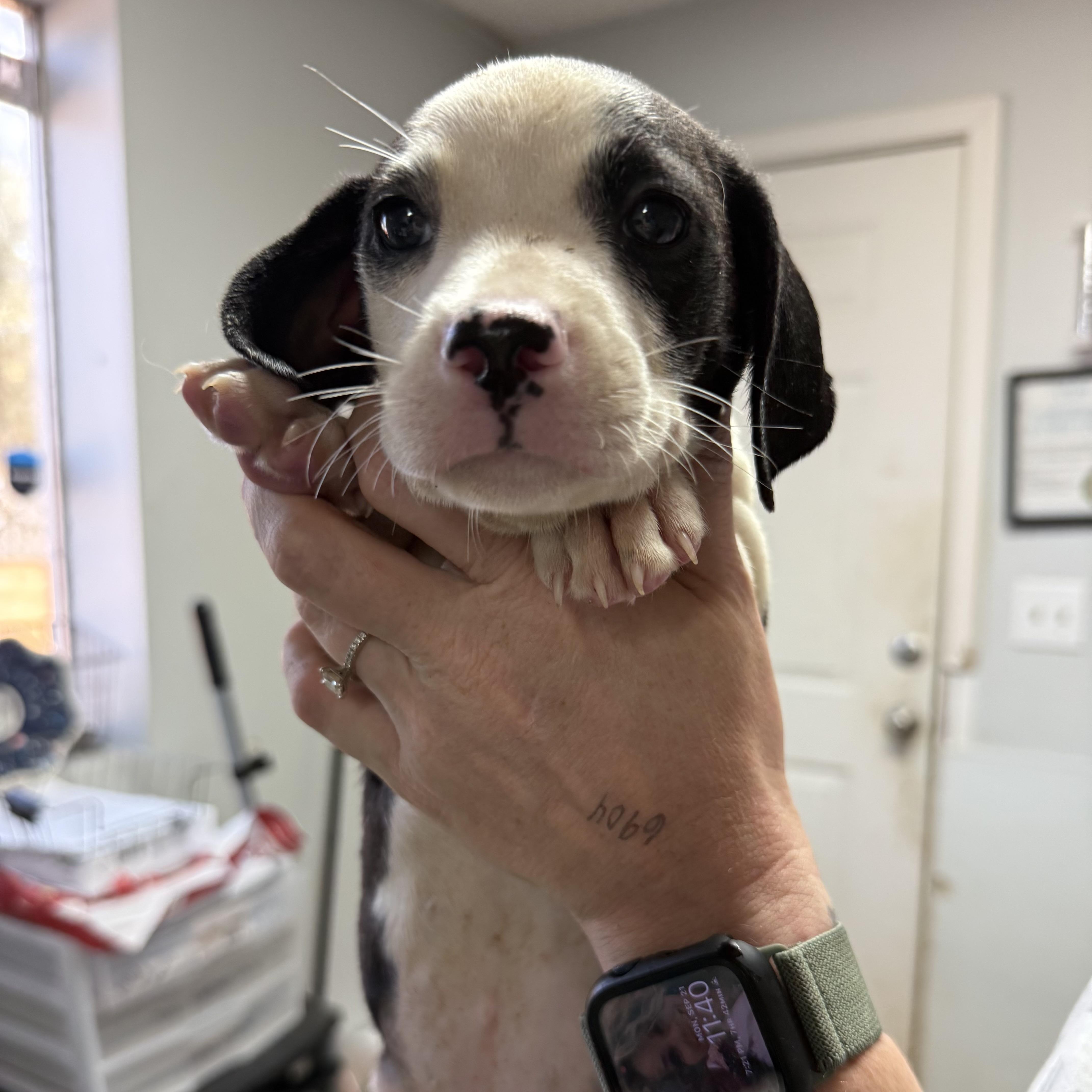 A baby medium-sized male Black Mixed Breed dog named Chocolate Frosted for adoption in Columbia, SC