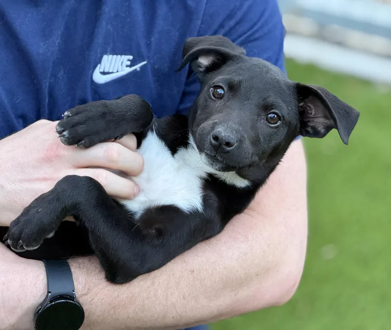 A baby medium-sized female Black Catahoula Leopard Dog dog named Little Debbie  Rub for adoption in Hondo, TX