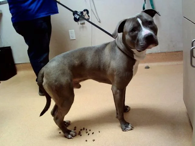 An adult large-sized male Pit Bull Terrier dog named Flint for adoption in Martinez, CA