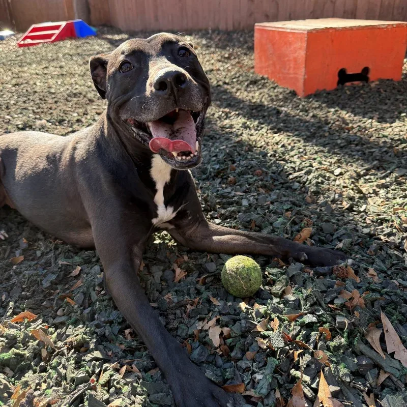 Spirit Fingers thumbnail 4