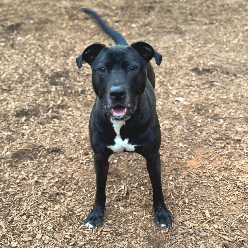 Spirit Fingers thumbnail 5