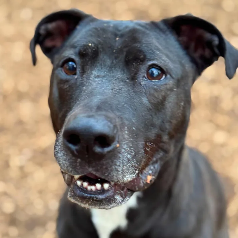 Spirit Fingers thumbnail 6