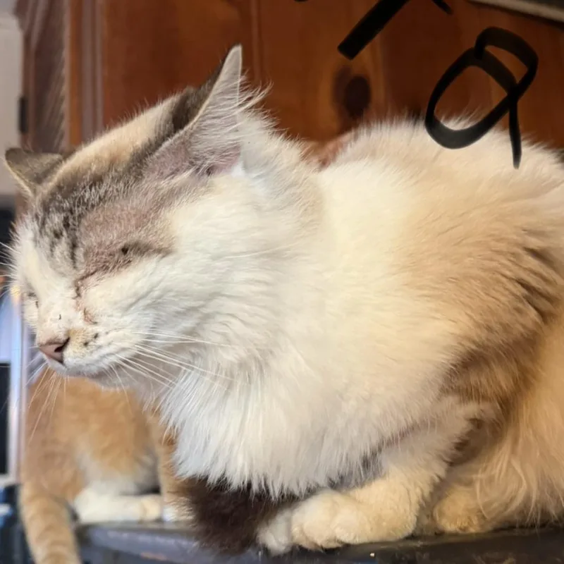 An adult medium-sized female Ragdoll cat named Aurora for adoption in Pekin, IL
