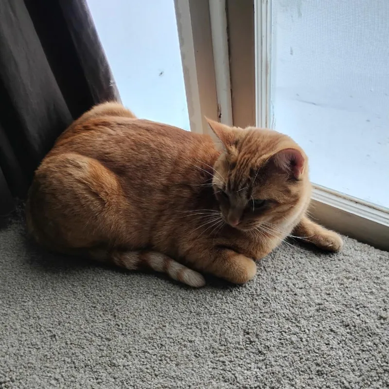An adult small-sized male Orange / Red Domestic Short Hair cat named Loki for adoption in Brookfield, MO