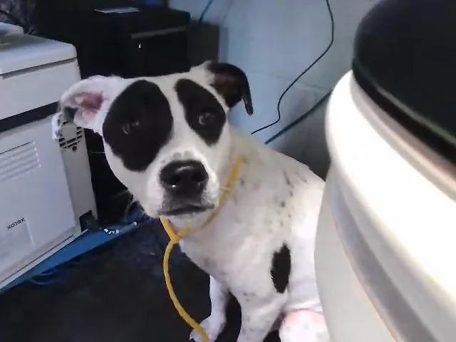 A young small-sized female Pit Bull Terrier dog named Josie for adoption in Tulsa, OK