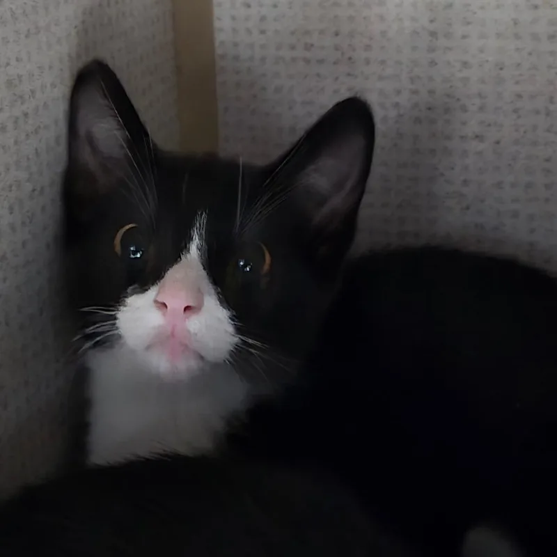 A baby medium-sized male Black & White / Tuxedo Domestic Short Hair cat named Grasshopper for adoption in Graham, TX