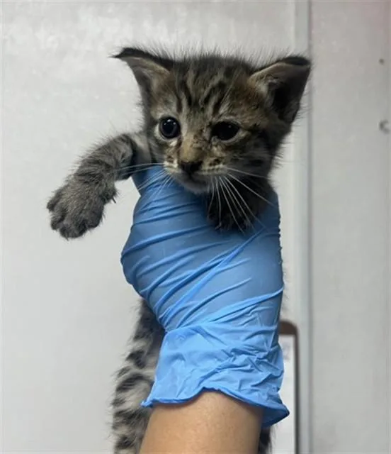 A baby small-sized male Domestic Short Hair cat named Dorian for adoption in San Bernardino, CA