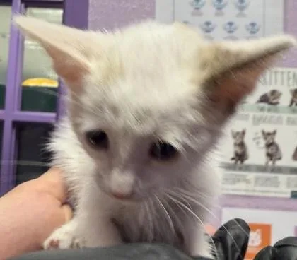A baby small-sized female White Domestic Short Hair cat named 61430790 for adoption in El Paso, TX