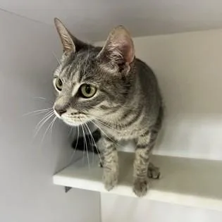 A young medium-sized female Tabby (Gray / Blue / Silver) Domestic Short Hair cat named Sweet Pea for adoption in Phoenixville, PA