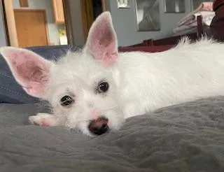 A baby small-sized female White / Cream Terrier dog named Cookie for adoption in Plainfield, IL