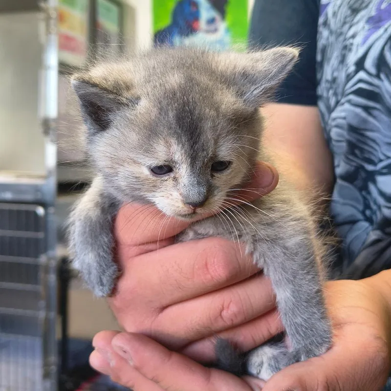 A baby small-sized female Gray / Blue / Silver Domestic Short Hair cat named Dixie for adoption in Othello, WA