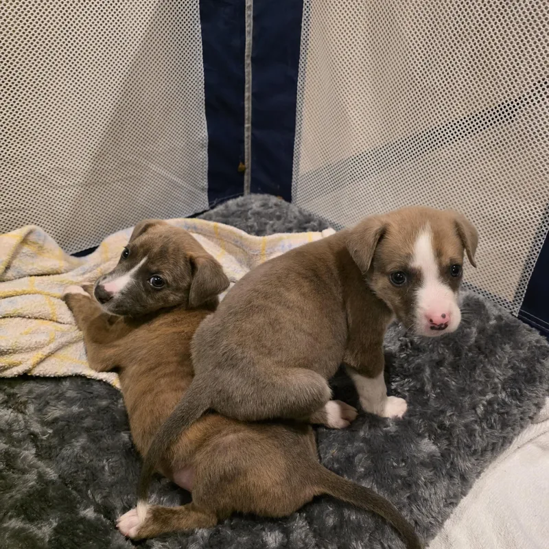 A baby medium-sized male Brown / Chocolate Mixed Breed dog named Tater tot for adoption in Hillsboro, OR