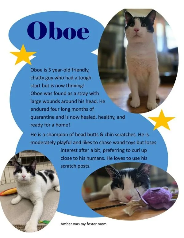 An adult large-sized male Domestic Short Hair cat named Oboe for adoption in Millersville, MD