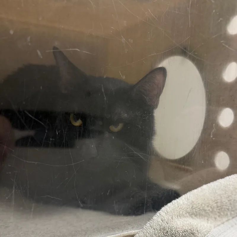 A young medium-sized male Domestic Short Hair cat named Leroy Jethro for adoption in Reno, NV