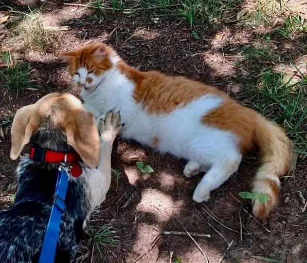 An adult large-sized male Orange & White American Shorthair cat named Skittles for adoption in Raleigh, NC