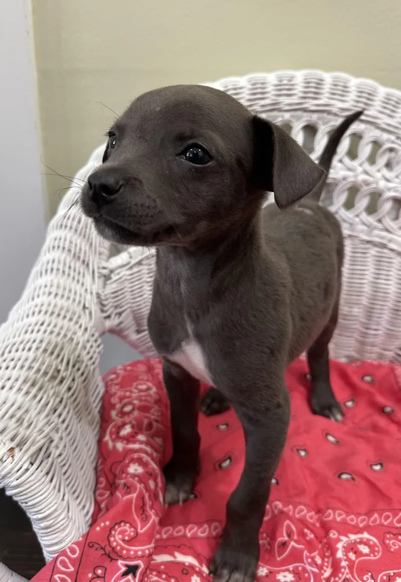 Franklin thumbnail 2