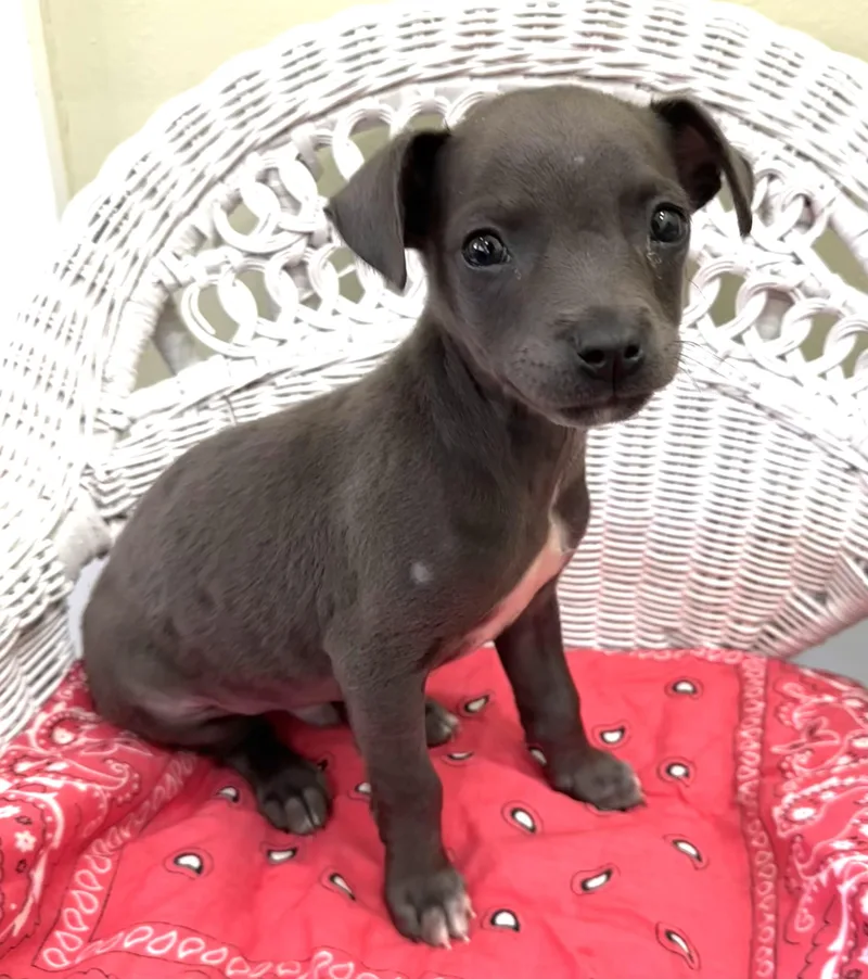 Franklin thumbnail 3