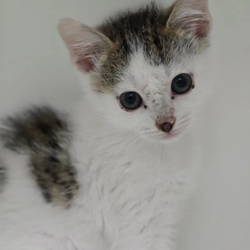 A baby small-sized male White Domestic Short Hair cat named Crackers for adoption in Elizabeth City, NC