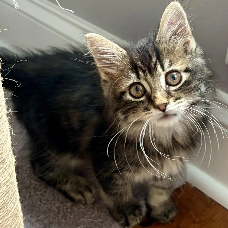 A baby medium-sized male Tabby (Brown / Chocolate) Domestic Long Hair cat named Purrcy for adoption in Scranton, PA