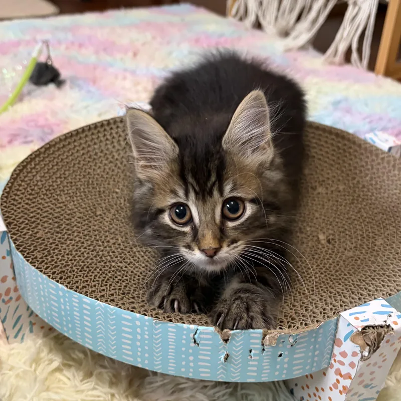 Purrcy thumbnail 2