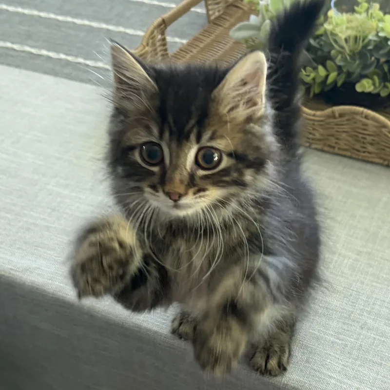 Purrcy thumbnail 3