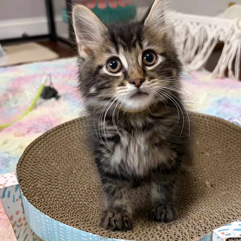 Purrcy thumbnail 4