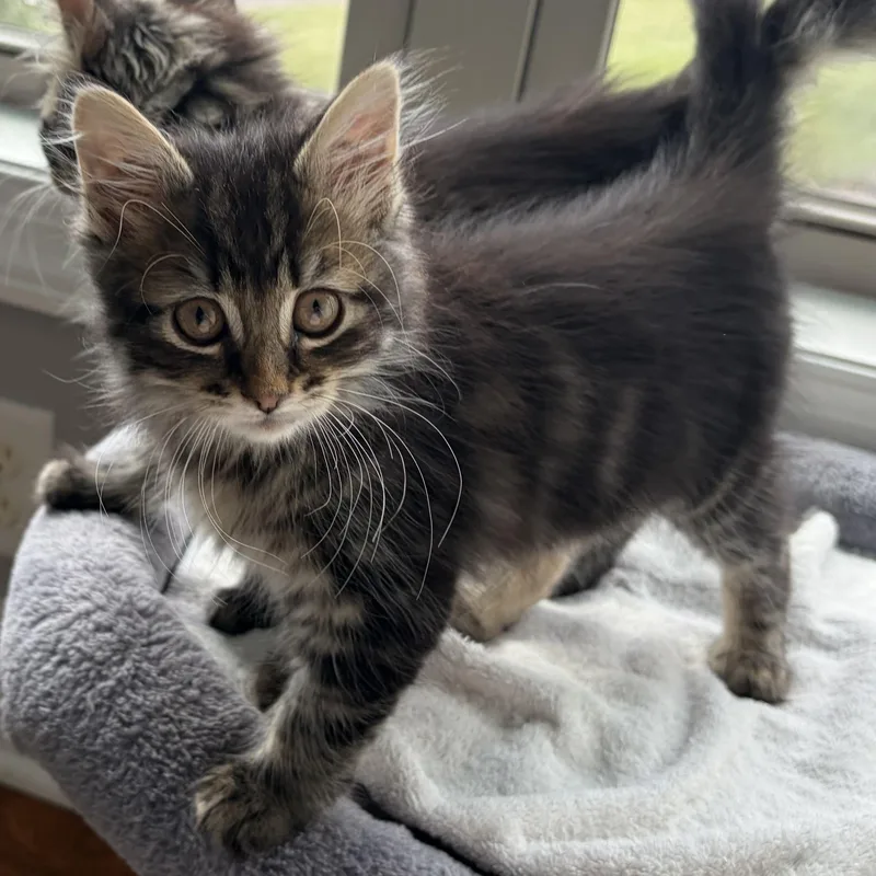 Purrcy thumbnail 5