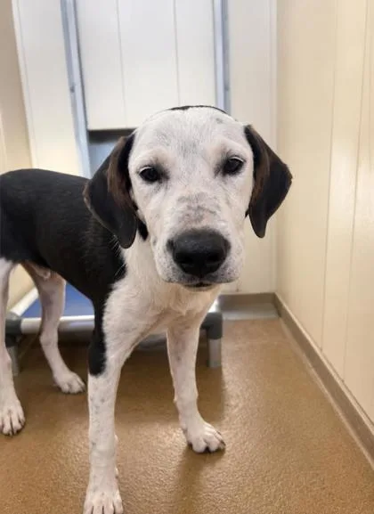 A baby large-sized male White / Cream Hound dog named Thing for adoption in Winfield, KS
