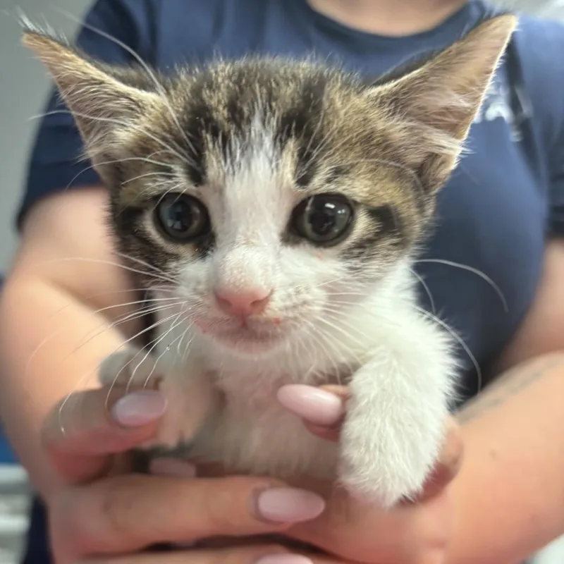 An adult medium-sized female Brown / Chocolate Domestic Short Hair cat named Salamander for adoption in Vineland, NJ