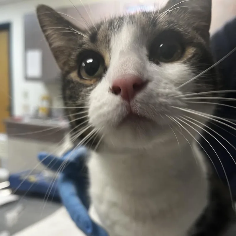 Salamander thumbnail 2