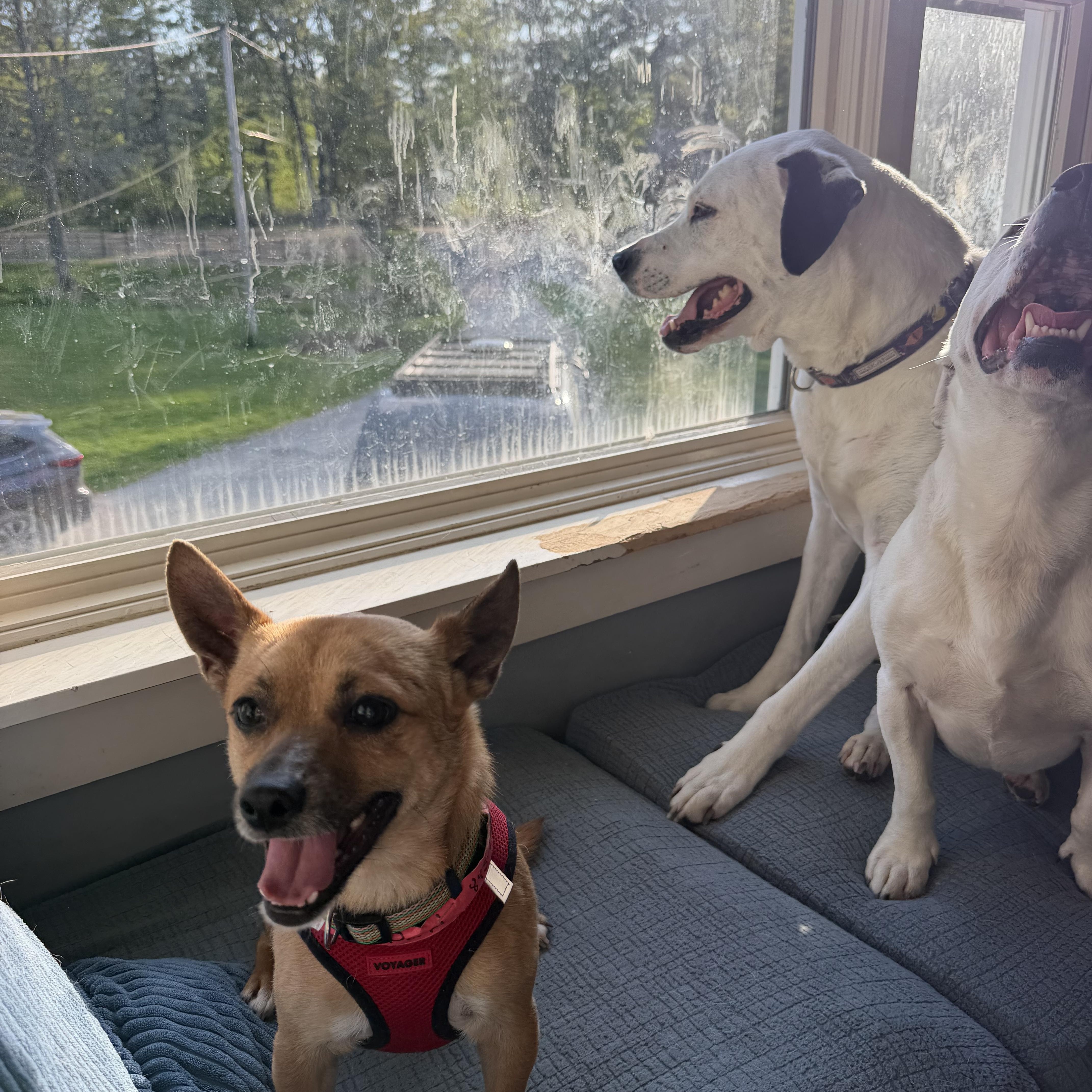 An adult small-sized male Brown / Chocolate Chihuahua dog named Papi for adoption in New Boston, NH