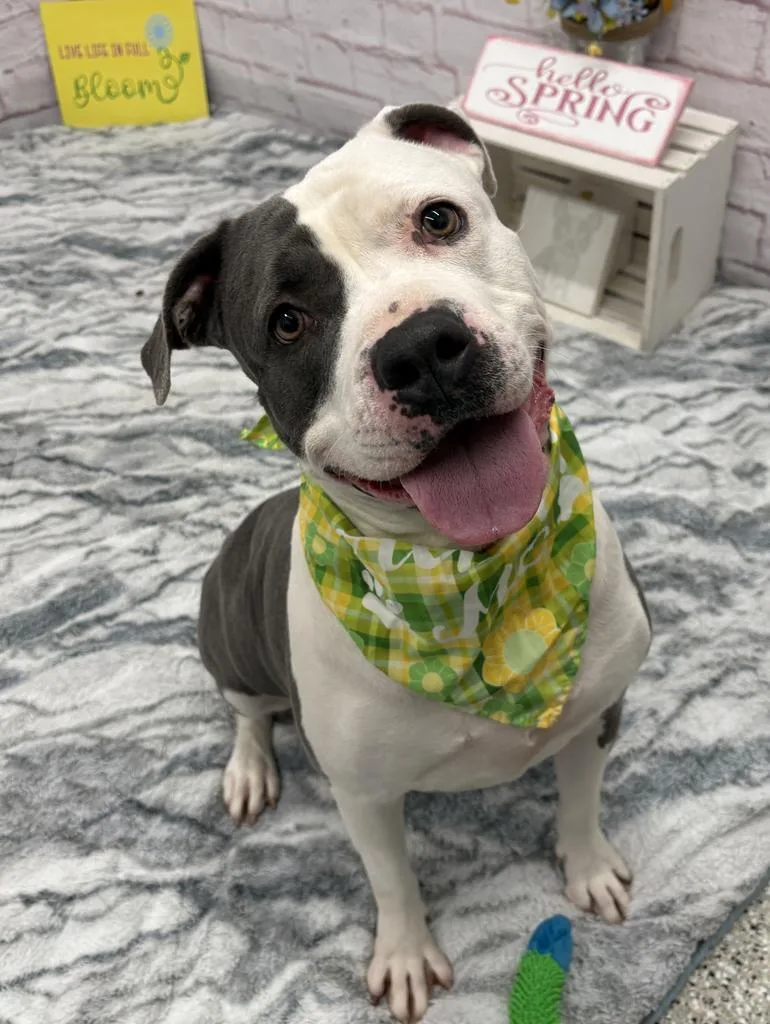 An adult large-sized female Mixed Breed dog named Baby for adoption in Detroit, MI