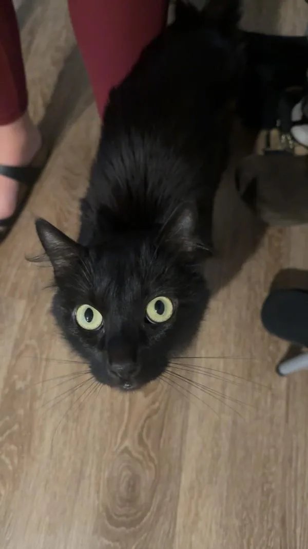 A senior medium-sized male Domestic Long Hair cat named Squirrel for adoption in San Diego, CA