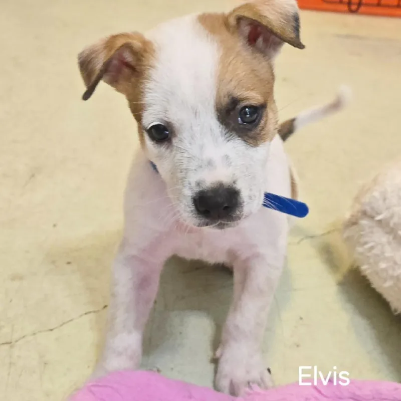 A baby medium-sized male White / Cream Husky dog named Elvis for adoption in Flower Mound, TX