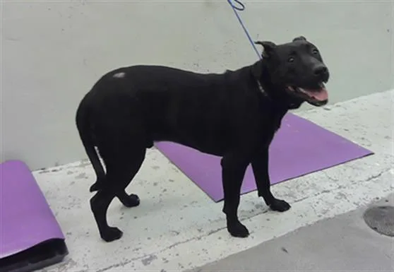 A young medium-sized male Staffordshire Bull Terrier dog named Rosty for adoption in Houston, TX