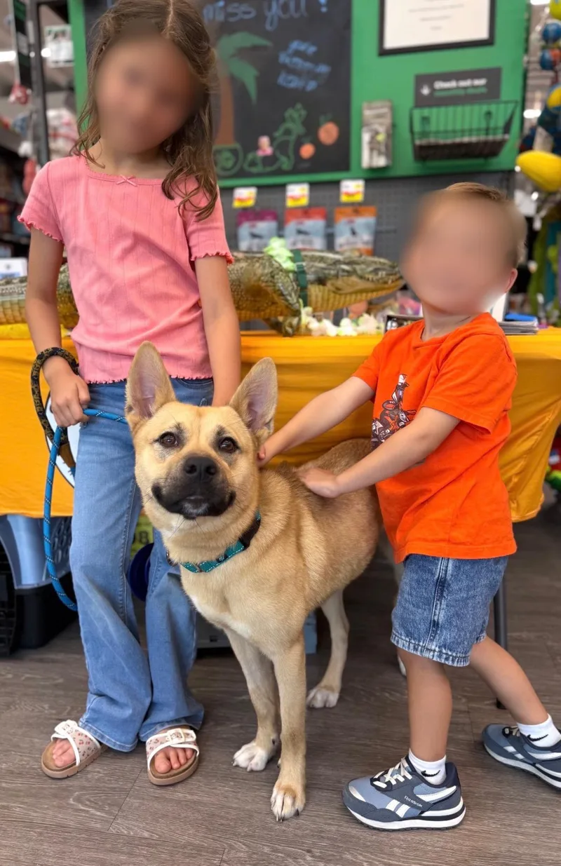 A young medium-sized female Golden Carolina Dog dog named Sunny Delight for adoption in Houston, TX