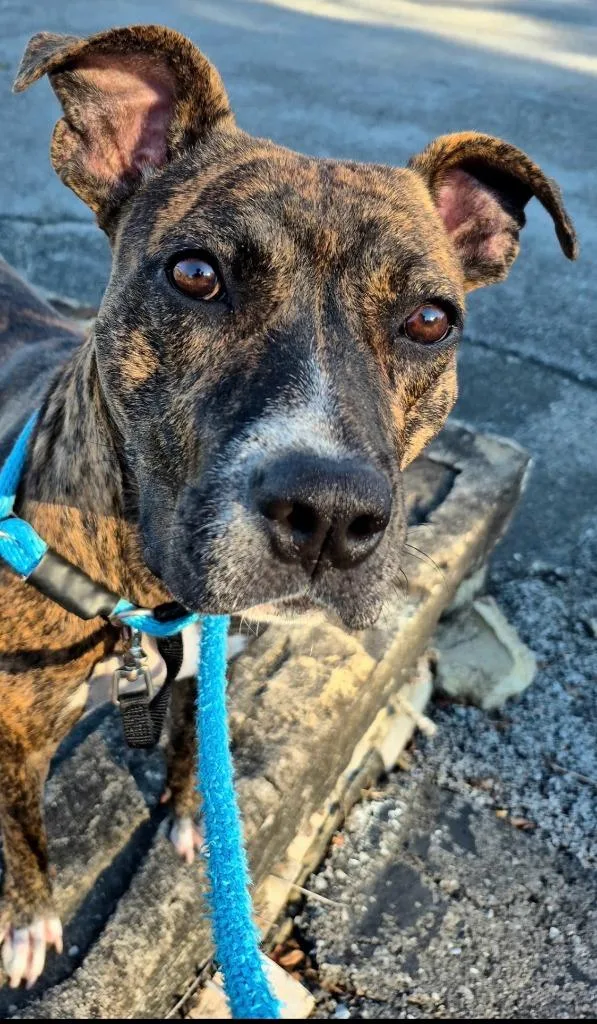 A young medium-sized female Pit Bull Terrier dog named Rayne for adoption in East Ridge, TN