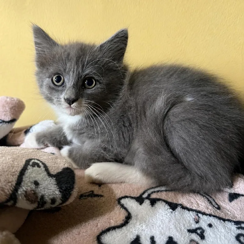 A baby small-sized male Gray / Blue / Silver Domestic Short Hair cat named Bazooka for adoption in Falls Church, VA