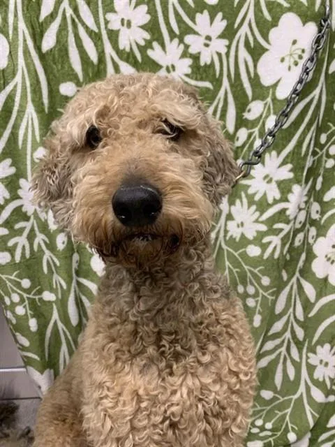 An adult large-sized male Airedale Terrier dog named Turbo for adoption in Fairbanks, AK