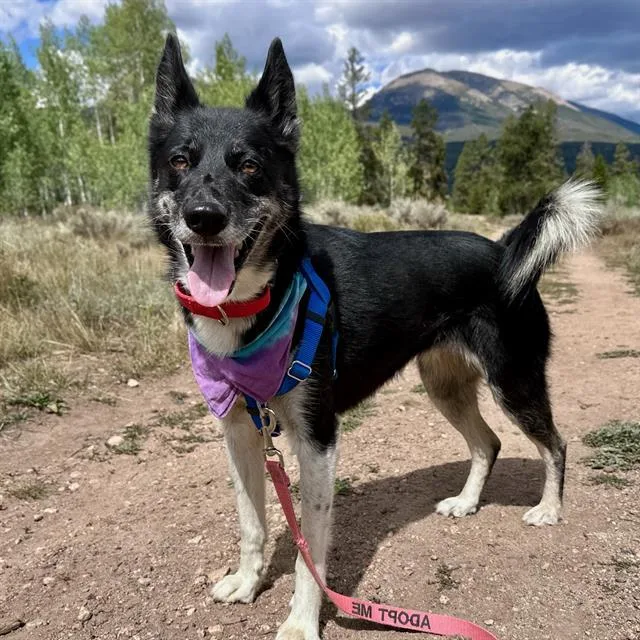 An adult medium-sized female Border Collie dog named Sakari for adoption in Frisco, CO