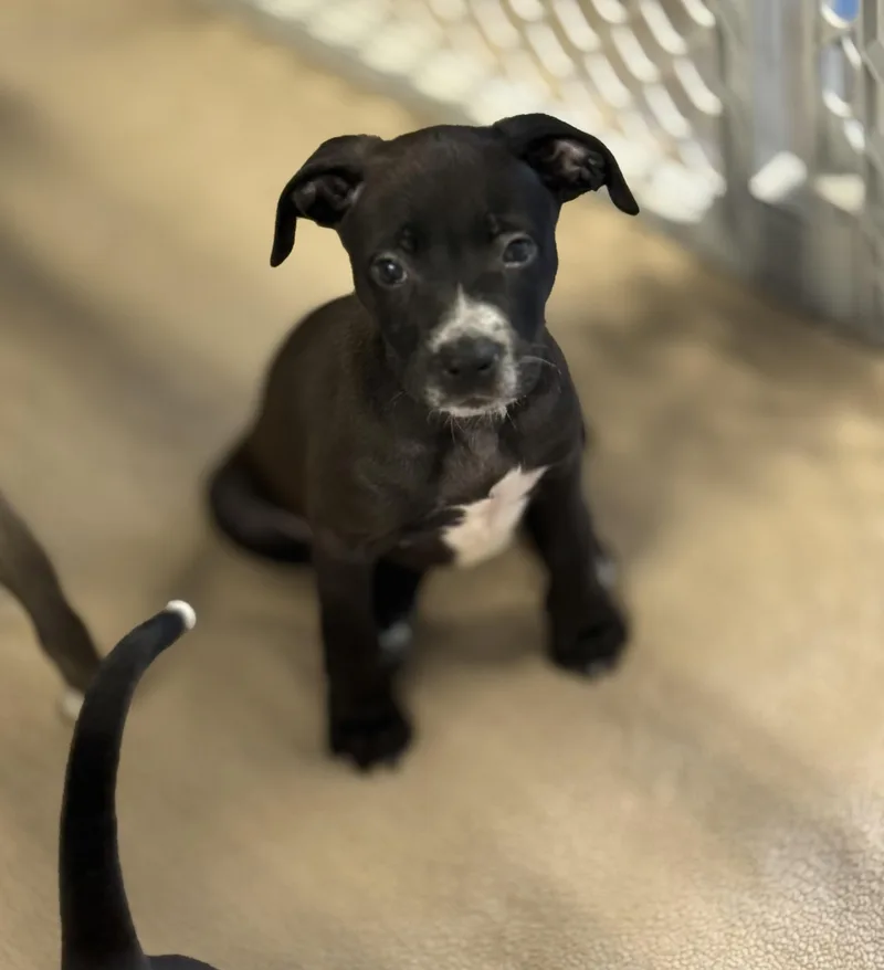 A baby medium-sized female Mixed Breed dog named Amelia for adoption in MYRTLE BEACH, SC