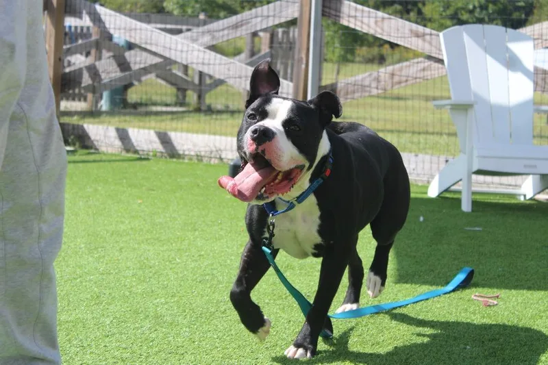 An adult large-sized male American Bulldog dog named Boulderface for adoption in Chestertown, MD