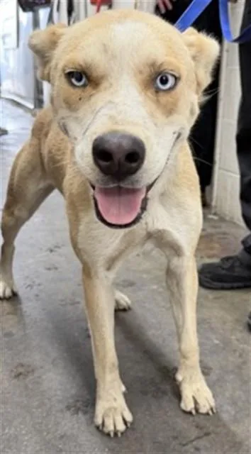 A young large-sized female German Shepherd Dog dog named Willow for adoption in San Bernardino, CA